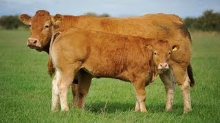 Cattle for sale at the Hartlaw Limousin dispersal Borderway Mart Carlisle September 14th 2013 [upl. by Adnwahsal703]