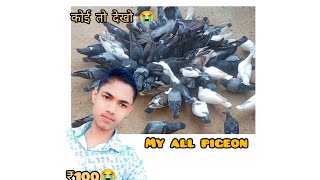 my all pigeon 🐦 viralvideo  pk pigeon club new Target 1M kabutar pigeon [upl. by Starobin]