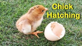 Egg To Chicken  Chicken Hatching From Egg Time lapse Video [upl. by Jankell143]