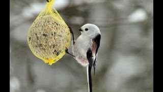 Aegithalos caudatus  Die Schwanzmeise und ihr Gesang [upl. by Eitirahc]