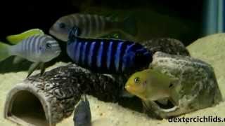 Red Top DwarfJalo Reef afra CobueYellow Blaze afra cichlids  All Male tank [upl. by Elrahc440]