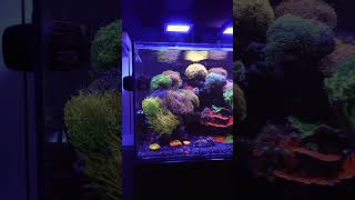 The MOST COLORFUL amp MESMERIZING Waterbox Reef Tank [upl. by Yna623]