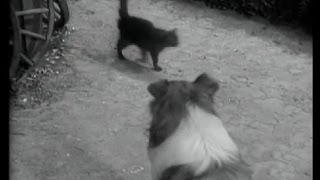 Lassie  Episode 82  Superstitionquot  Season 3 17 12301956 [upl. by Seravat]