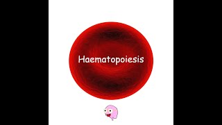 Part 1 Haematopoiesis  Hematopoiesis [upl. by Acirdna391]