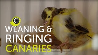 Weaning and Ringing Young Canaries  The Canary Room Top Tips [upl. by Aztinay587]