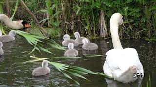 MUTE SWANS AT DOXEY MARSHES 4K [upl. by Lebasiram]