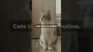 5 Things HURT Your Cats Feelings 😿 catcare cat kitten [upl. by Ezri]