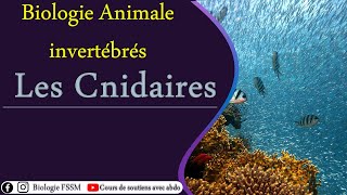 Biologie Animale des Invertébrés  Les Cnidaires [upl. by Ponce988]