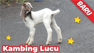 KAMBING LUCU JOGET KAMBING LUCU DAN SUARANYA KAMBING LUCU BANGET BIKIN NGAKAK kambinglucu [upl. by Cunningham]