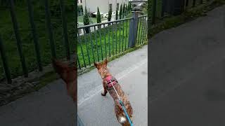 vista sul ruscelloforyou cat doglover doglife funnyshorts aky [upl. by Lovett]