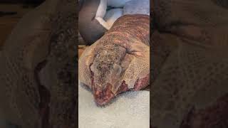 Massive lizard sheds his skin [upl. by Atiek]