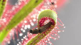 PLANTA CARNIVORA DROSERA CAPTURANDO INSECTO [upl. by Tterrej]