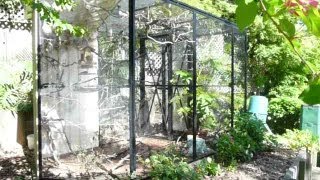 Beautiful Natural Finch Aviary How to set one up [upl. by Eedolem]