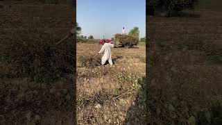 Sub kuch change hugya 🥺 farming agriculture cottonfarming [upl. by Schou]