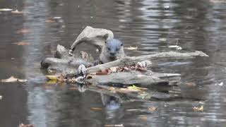 River otter foraging I [upl. by Bishop633]