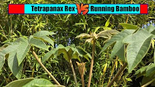 Tetrapanax Rex Vs Running Bamboo [upl. by Arri]