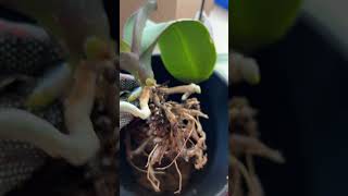 Repotting my orchid 👍🙏 [upl. by Ahtibat]