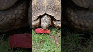 indian star tortoise tortoise indian amazing [upl. by Enirehtahc]