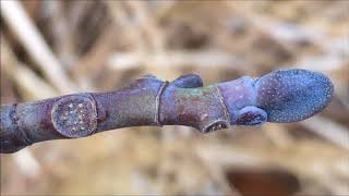 Tulip Tree Liriodendron tulipifera  buds amp leaf scar close up  December 2017 [upl. by Isola491]