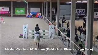 Iris de lOiselière 2018 mare Paddock du Plessis x Vigo Cece winter Tour I 6 yo [upl. by Sokul]