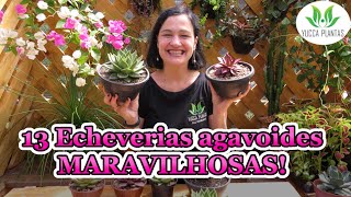 13 Echeverias agavoides MARAVILHOSAS [upl. by Hyps]