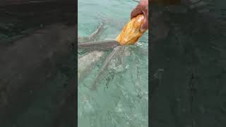 Fish for peeling🤭 Ibiza🏝️ nature travel funny musicfishingclassicalmusicshorts [upl. by Hairabez191]