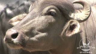 Bufalo de Agua  Water Buffalo [upl. by French]