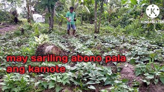 Paano magabono sa kamote Bakit ang ibang farmers hindi na kailangan pang magabono [upl. by Strohbehn557]