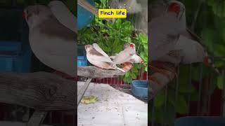 Finches cage life  Zebra finch bird  finches finch pet cute youtubeshort shorts birds yt [upl. by Lednek]