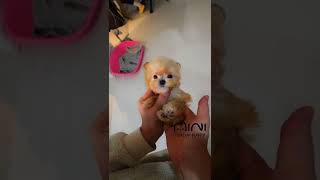 maltipoo Puppy video [upl. by Rrats]