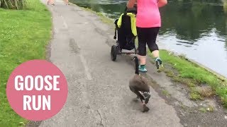 Hilarious video shoes goose going for a jog [upl. by Niveek]