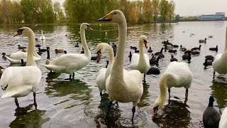 Amazing new addition to lakeside’s mute swan flock 🦢 Whooper or Bewick’s [upl. by Leahcym]