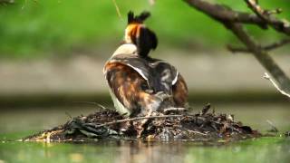 Great Crested Grebes with babies  Wildlife  HD quality [upl. by Dugas]