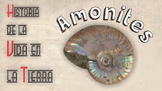 HVT Amonites mini documental [upl. by Neltiak]