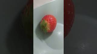 Microscope test strawberry 1600x [upl. by Aivekal]