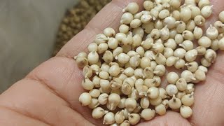 How to Sprout Sorghum Jowar [upl. by Aubert189]