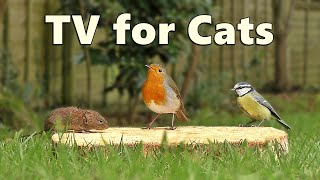 Cat TV Caturday  Birds for Cats to Watch with A Cheeky Mouse Surprise [upl. by Rossuck277]