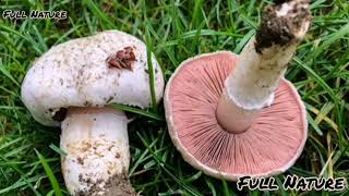 30 CHAMPIGNONS COMESTIBLES les champignons comestibles [upl. by Eilsew153]