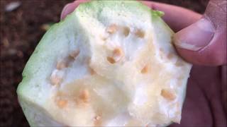 Growing WHITE GUAVA seeds amp cuttings  Psidium Guajava Part 1 [upl. by Arob883]