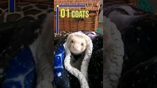 3 Great Ways to Play with your Ferrets [upl. by Nawj531]