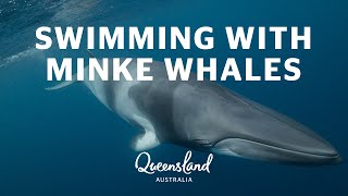 Swimming with Minke Whales on the Great Barrier Reef [upl. by Dulla]