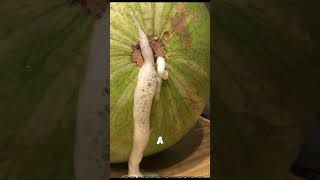 NEVER Cut A Foaming Watermelon😨 viral [upl. by Debi]