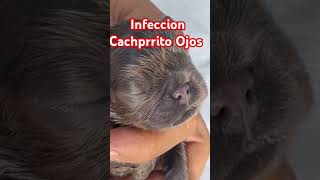 Ojos Inflamados InfeccionOjos CachorrosEnfermos [upl. by Prader]