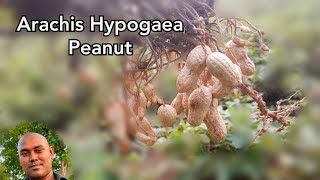 Arachis Hypogaea  Peanut  Make Nature [upl. by Nolyarb]