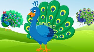 Peacock Song For Kids  MelodyMoppets [upl. by Lennard]