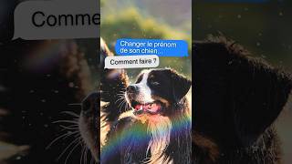 CHANGER le PRÉNOM de mon chien c’est possible [upl. by Eba]