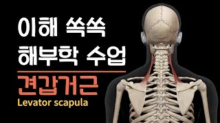 이해 쏙쏙 해부학 수업  견갑거근 Levator scapula [upl. by Tull]