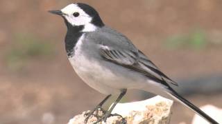 White Wagtail  Motacilla alba alba [upl. by Einnhoj69]