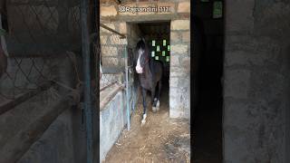 Best Kathiyavadi Horse “LUCKY”Halar Stud FarmRajkot horse horselover kathiyawadi champion [upl. by Akkina364]