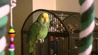 Amazon Parrot talking [upl. by Haberman]